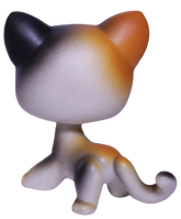#0106 Shorthair Cat